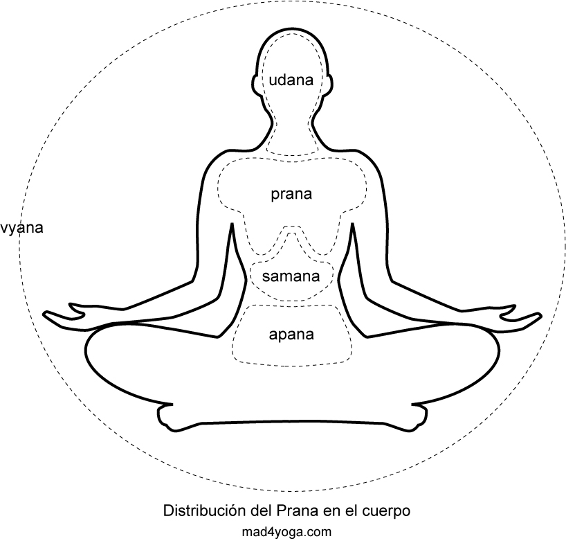 Distribución del Prana en el cuerpo