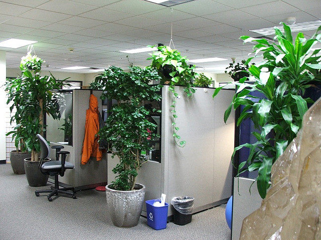 Colocando una planta en tu oficina mejorarás tu nivel de atención, disminuirás el estrés y potenciarás tu creatividad