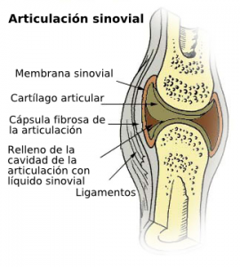 La articulación sinovial - MAD4YOGA